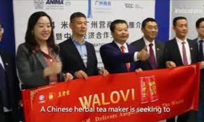 Marchio cinese di tè alle erbe punta a espandersi nel mercato internazionale
