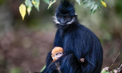 Cina: numero presbiti di Francois a Chongqing supera 180