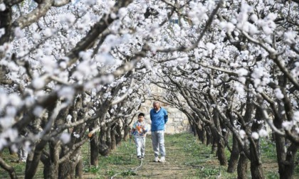Cina: albicocchi in fiore nel distretto di Pinggu a Pechino (1)