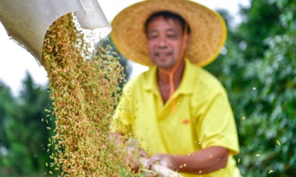 Cina: inaugura campagna per aumentare produzione cerealicola