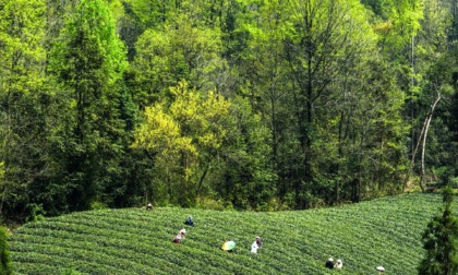 Cina: Guizhou, industria del tè crea oltre 3,2 mln posti di lavoro