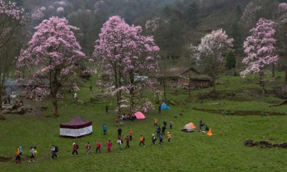 Cina: ammiriamo lo splendore dei fiori di magnolia nel Sichuan (3)