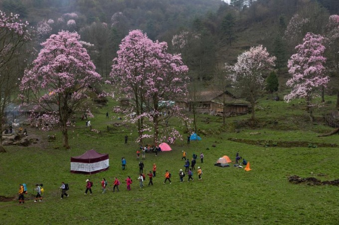 Cina: ammiriamo lo splendore dei fiori di magnolia nel Sichuan (3)