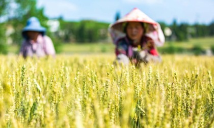 Cina: attività agricole durante il Guyu