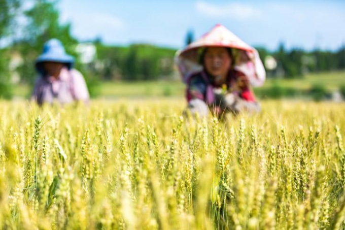 Cina: attività agricole durante il Guyu