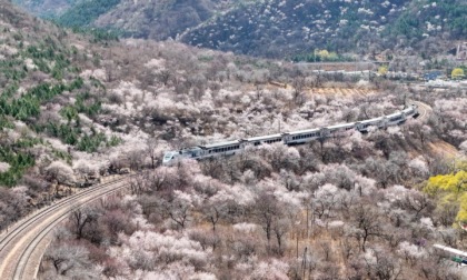 Cina: Pechino, treno in corsa tra fiori sbocciati 