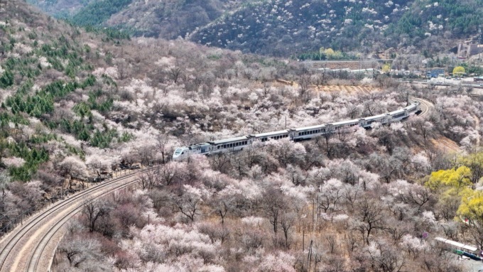 Cina: Pechino, treno in corsa tra fiori sbocciati 