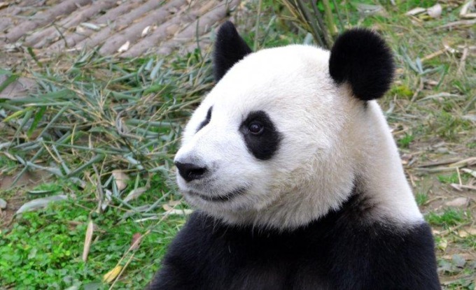 Cina: manderà in Spagna nuova coppia di panda il 29 aprile
