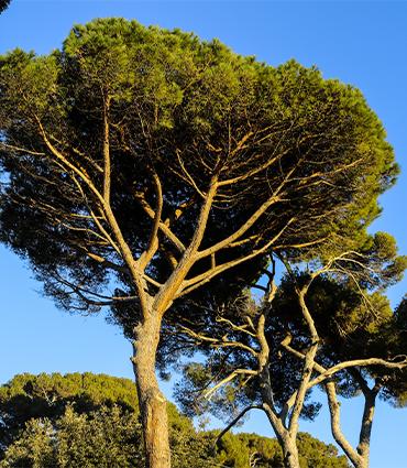 SABAUDIA: PINI MARITTIMI, TRATTAMENTI FITOSANITARI