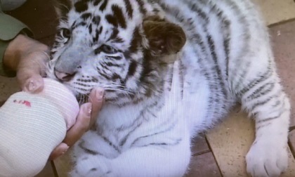 Cina: custode di Generazione Z diventa virale con video di cuccioli dolci