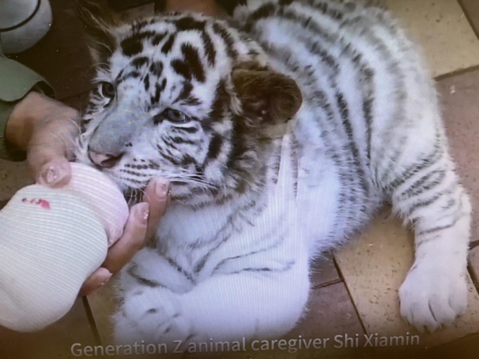 Cina: custode di Generazione Z diventa virale con video di cuccioli dolci