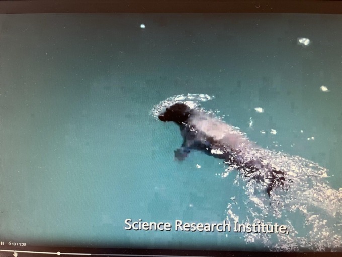 Cina: 10 foche maculate rilasciate nell’oceano al largo di Dalian