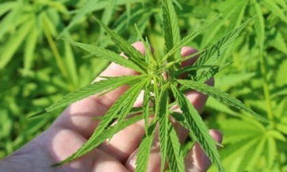 POMEZIA: PIANTAGIONE DI DROGA SUI TIR