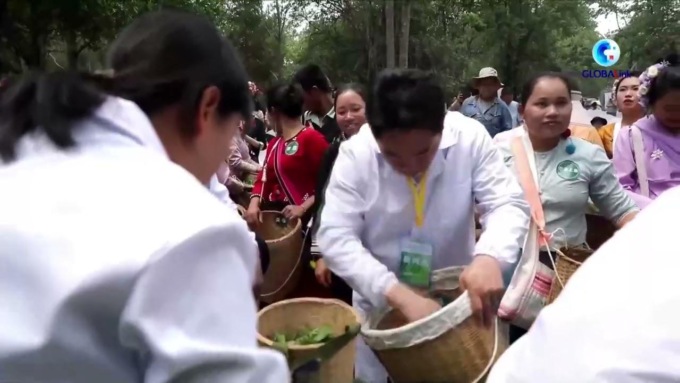 Cina: al via stagione primaverile di raccolta del tè su monte Jingmai