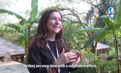 Cina: esperti lodano sforzi per conservare paesaggio culturale di foreste di tè