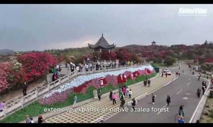 Cina: Guizhou, la bellezza delle azalee in fioritura