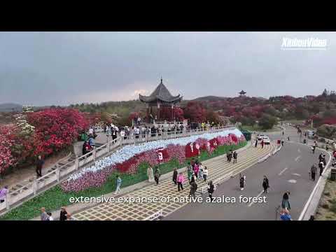 Cina: Guizhou, la bellezza delle azalee in fioritura