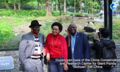 Cina: inviati diplomatici incontrano i panda giganti nel Sichuan