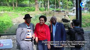 Cina: inviati diplomatici incontrano i panda giganti nel Sichuan