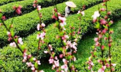 Cina: raccolta primaverile del tè nello Hunan