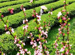 Cina: raccolta primaverile del tè nello Hunan