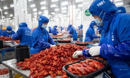 Cina: Hunan, contea promuove industria dei gamberi d’acqua dolce (1)