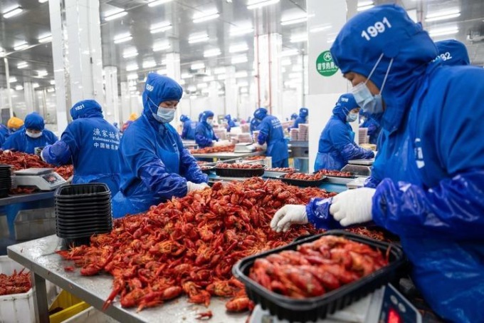Cina: Hunan, contea promuove industria dei gamberi d’acqua dolce (1)