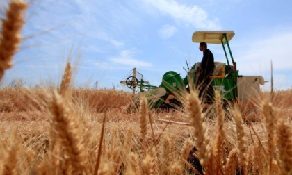 Cina: al via periodo di mietitura del grano (1)