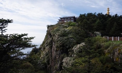 Cina: Sichuan, azalee sul monte Emei (1)