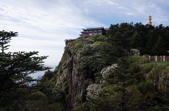 Cina: Sichuan, azalee sul monte Emei (1)