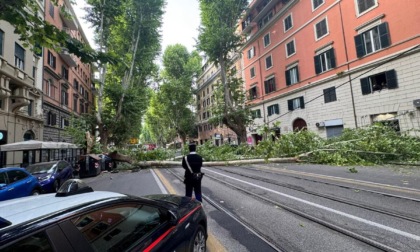 ROMA: CROLLA ALBERO IN VIALE REGINA MARGHERITA