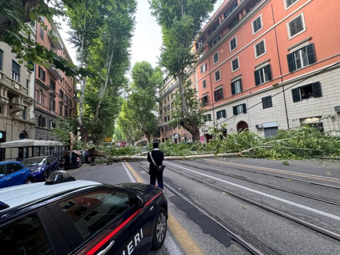 ROMA: CROLLA ALBERO IN VIALE REGINA MARGHERITA