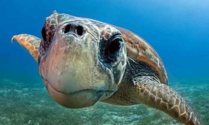 ROMA: INCONTRO SULLE TARTARUGHE MARINE AD OSTIA