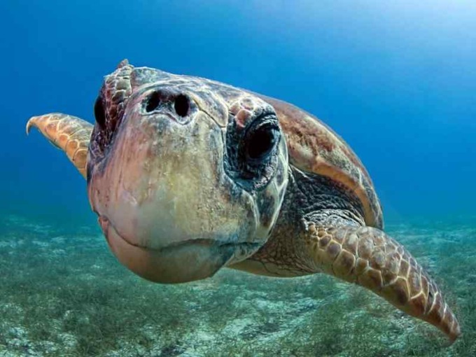 ROMA: INCONTRO SULLE TARTARUGHE MARINE AD OSTIA