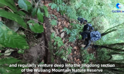 Cina: “guardiani dei gibboni” nelle foreste dello Yunnan