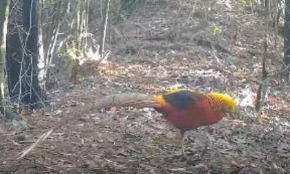 Cina: animali selvatici in una riserva naturale nello Hunan