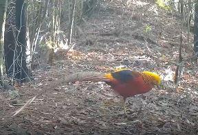 Cina: animali selvatici in una riserva naturale nello Hunan