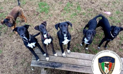 CISTERNA: ABBANDONA SEI CUCCIOLI, DENUNCIATO