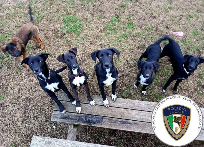 CISTERNA: ABBANDONA SEI CUCCIOLI, DENUNCIATO