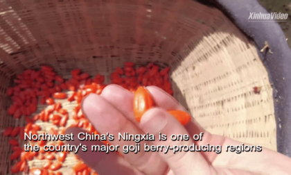 Innovazione sci-tech aumenta il valore delle bacche di goji del Ningxia