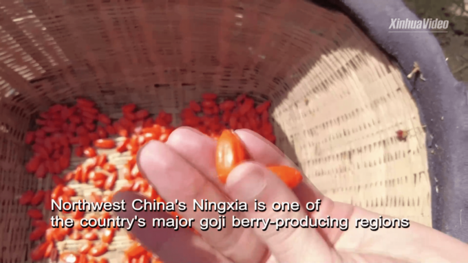 Innovazione sci-tech aumenta il valore delle bacche di goji del Ningxia