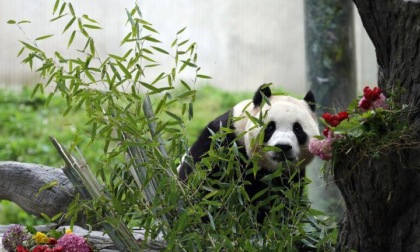 Cina: Sichuan, Fu Bao incontra il pubblico nella riserva di Wolong (1)