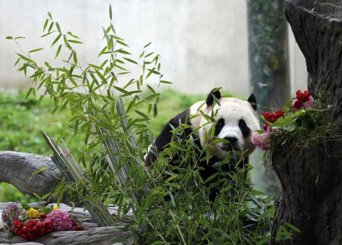Cina: Sichuan, Fu Bao incontra il pubblico nella riserva di Wolong (1)
