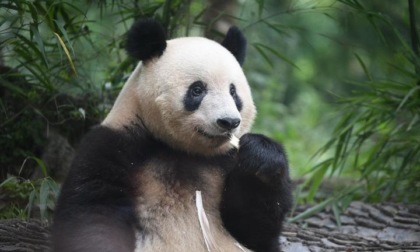 Cina: panda Xiang Xiang festeggia settimo compleanno nel Sichuan