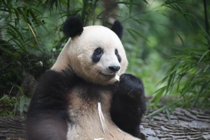 Cina: panda Xiang Xiang festeggia settimo compleanno nel Sichuan