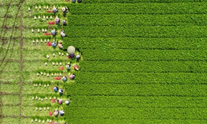 Cina: raccolta delle colture estive