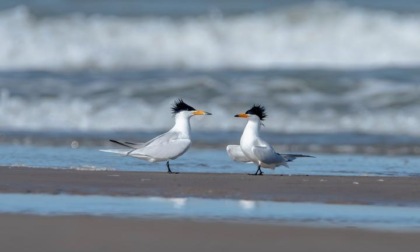 Cina: migliorerà protezione delle rotte di volo di uccelli migratori