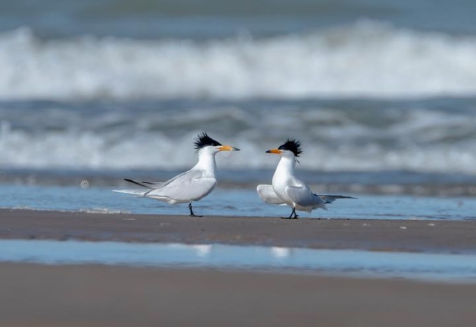 Cina: migliorerà protezione delle rotte di volo di uccelli migratori
