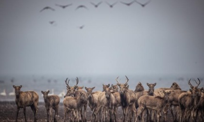 Cina-Francia: creano rete internazionale di ricerca su biodiversità