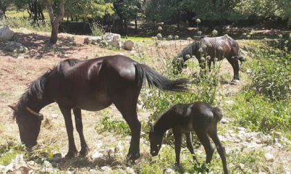 Strage di cavalli a Camposerianni. L’allarme degli allevatori